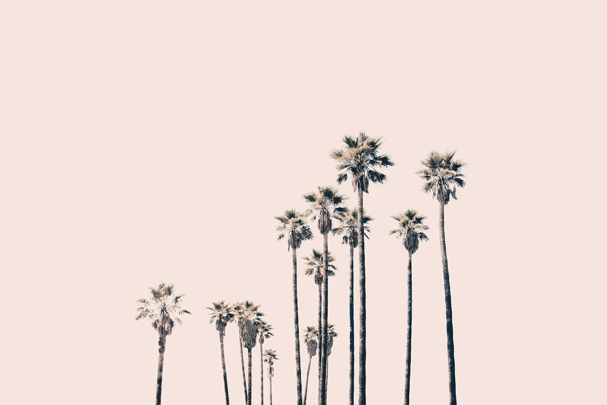 Hollywood Palms, a Nature Photo by The Free Creatives (Photo 1 of 2)