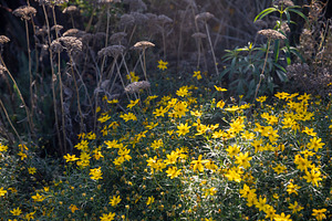 Small yellow flowers bloom abundantly among green foliage and d, a Nature Photo by Imaginarium