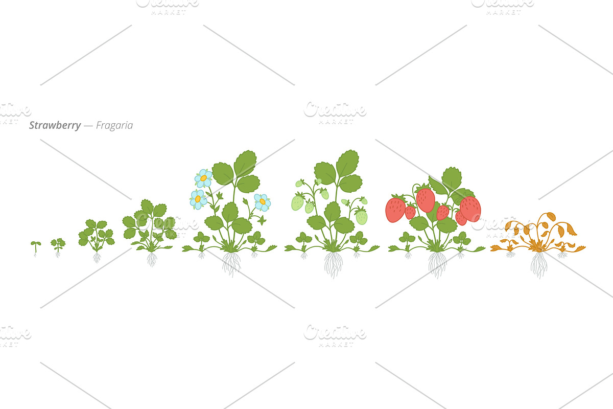 Growth stages of strawberry plants, an Object Illustration by Ilia Design