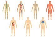 Set human organs and systems. | Healthcare Illustrations ~ Creative Market