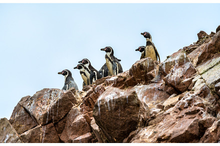 Humboldt penguins on the Ballestas, an Animal Photo by Leonid Andronov