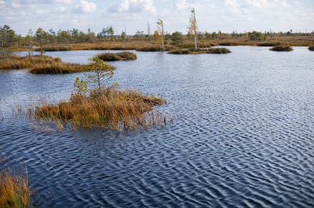 Belarusian swamp lake in Yelnya Belarus in autumn. Ecosystems environmental pro, a Nature Photo by SaulichPhoto