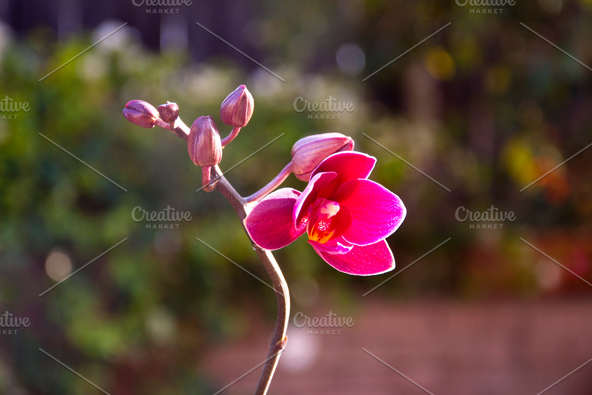 Orchid Flower Stock Bundle, a Nature Photo by r.r.palacios (Photo 2 of 11)