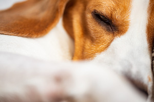 Beagle dog sleeping, an Animal Photo by MadPhotos