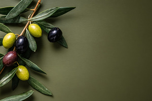 Olive branch showing ripe and unripe olives with green leaves on, a Photo by Studio ANNA