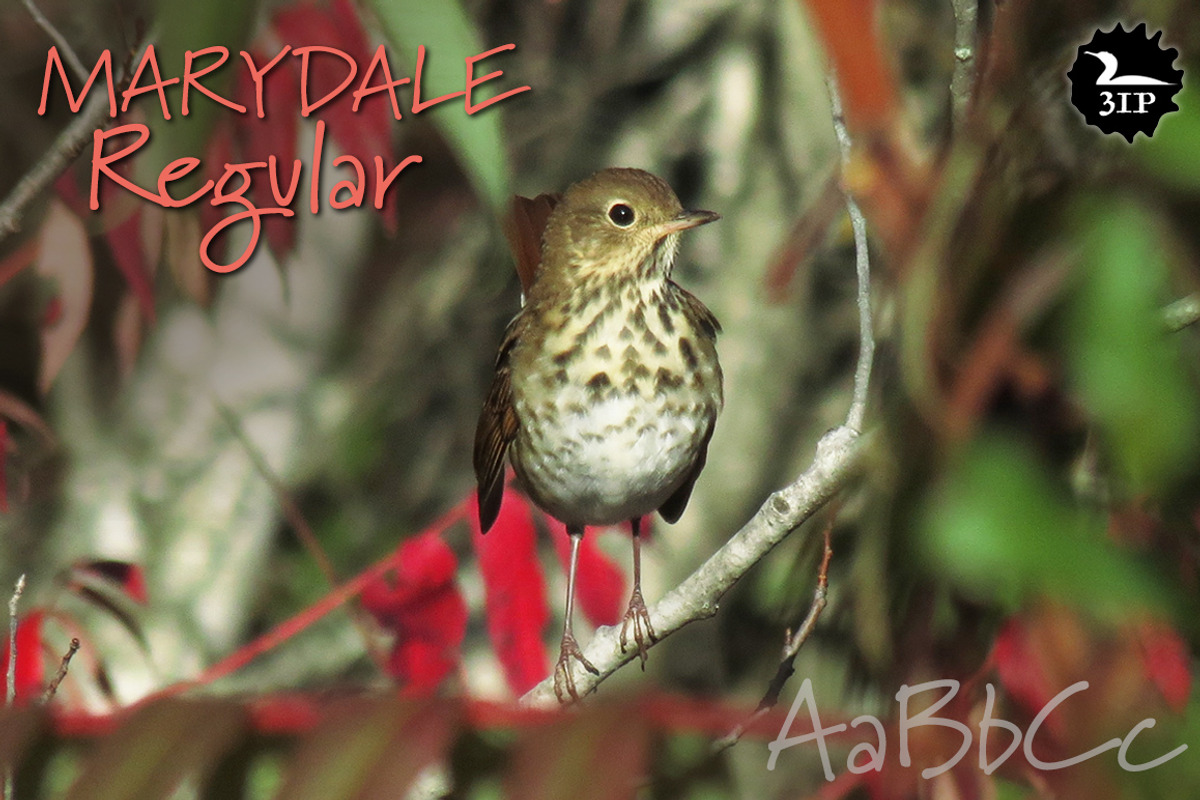 Marydale Regular, a Script Font by Three Islands Press (Photo 1 of 5)