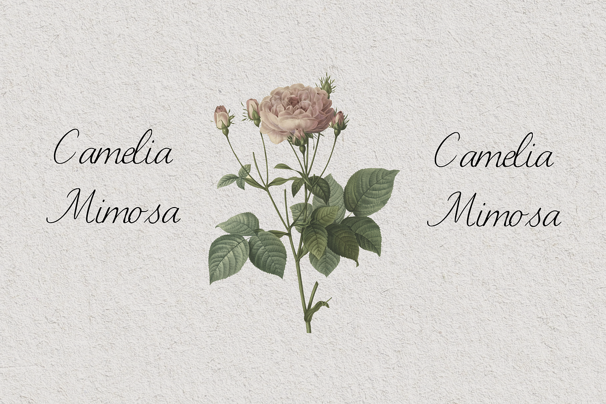 Lettresa Handwritten Typeface, a Script Font by RT Studio (Photo 5 of 11)