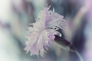 Raindrops on a beautiful pink flower