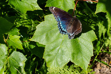 Red-Spotted Purple Admiral Butterfly