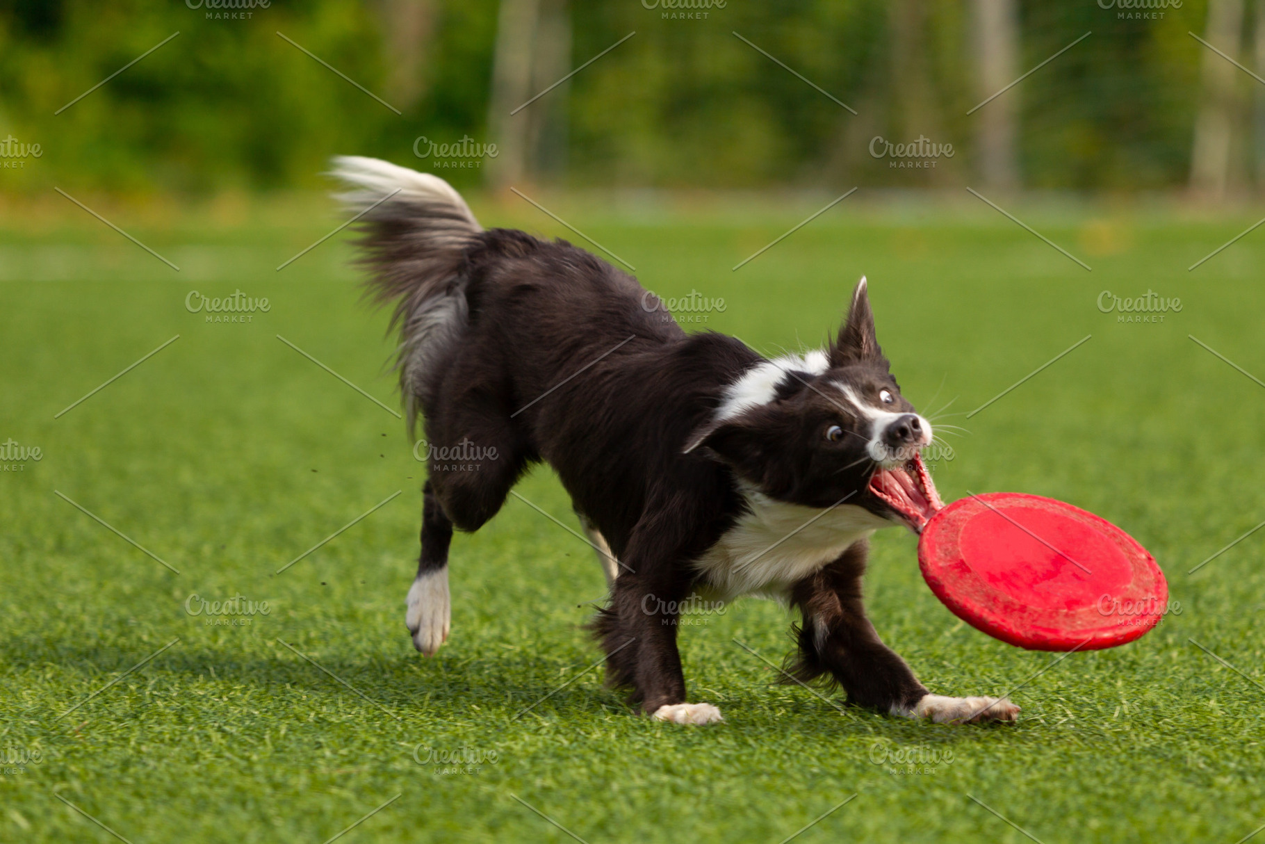 Border collie breed dog for a walk o stock photo containing dog and run, an Animal Photo by oleghz