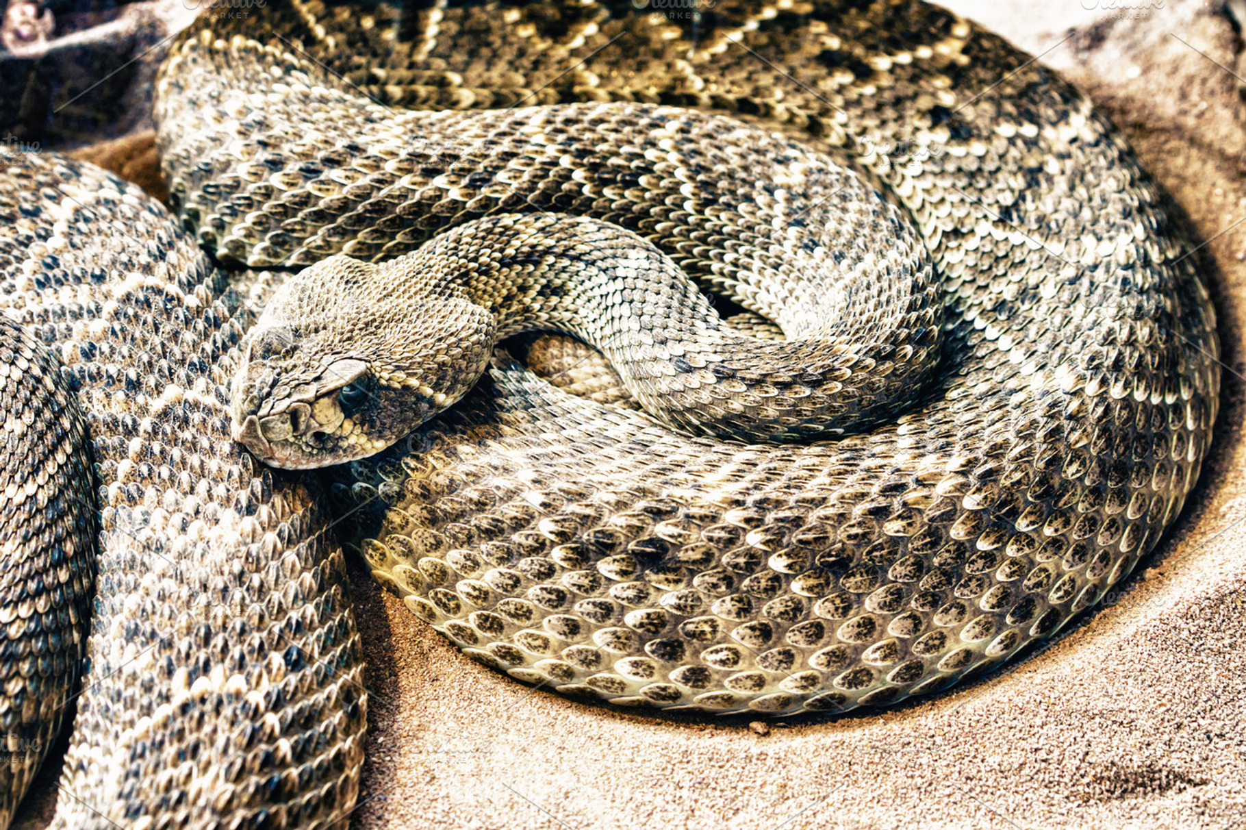 Animal featuring snake, close up, and sand, an Animal Photo by Pabkov