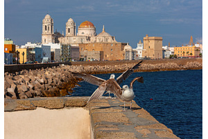 Seagulls on waterfront with Cadiz, an Architecture Photo by kavalenkava