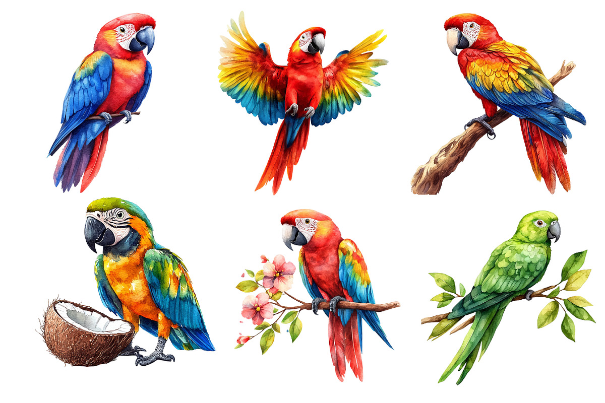 Parrots Watercolor Clipart,, an Illustration by Dream Creation (Photo 6 of 7)