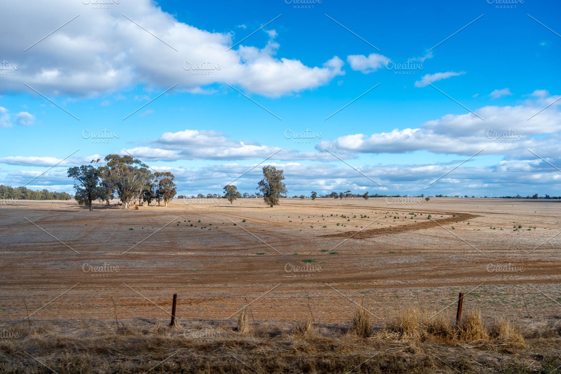 Dry fields and eucalyptus trees under a blue sky in Australia, a Nature Photo by GoodGoods