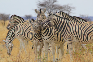 Zebra - Loving Stripes and Life