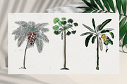 Vintage Jungle - Botany Tropical Set, an Object Graphic by Kaleriia (Thumbnail 3 of 12)