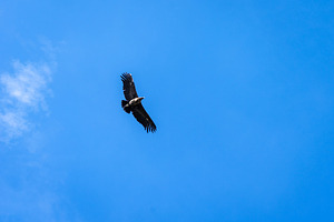 Condor soaring over the Colca Canyon in Peru, a Photo by GoodGoods
