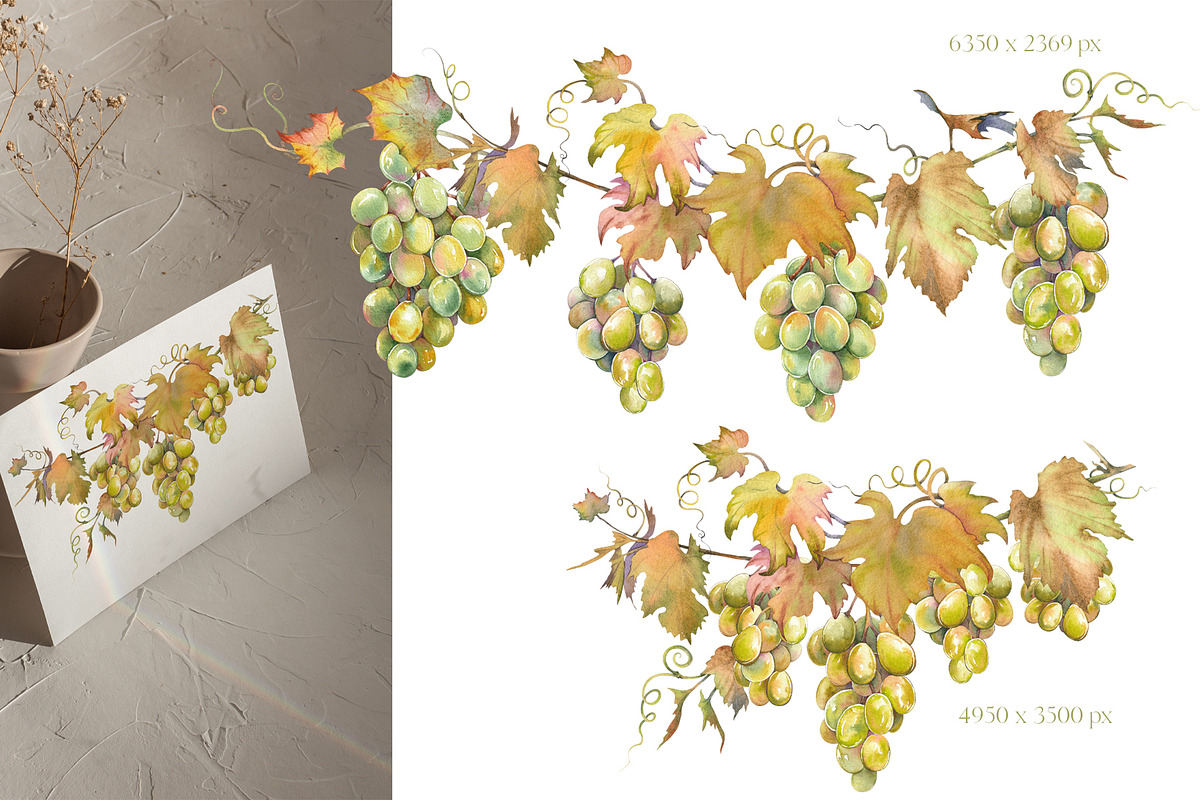 Watercolor Grapes Clipart Set, a Food Illustration by Jeanna Draw (Photo 2 of 12)