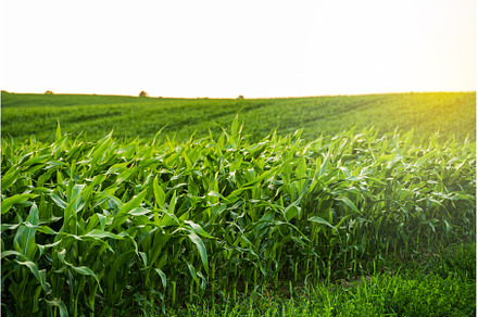Sunset light over edge of cornfield