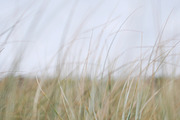 Beach Stock Photo Collection, a Nature Photo by Dee Andreoli Photography (Thumbnail 6 of 7)