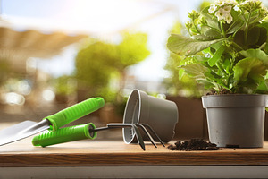Indoor Gardening Tools and Potted Flower Plant, a Nature Photo by Davizro's Market