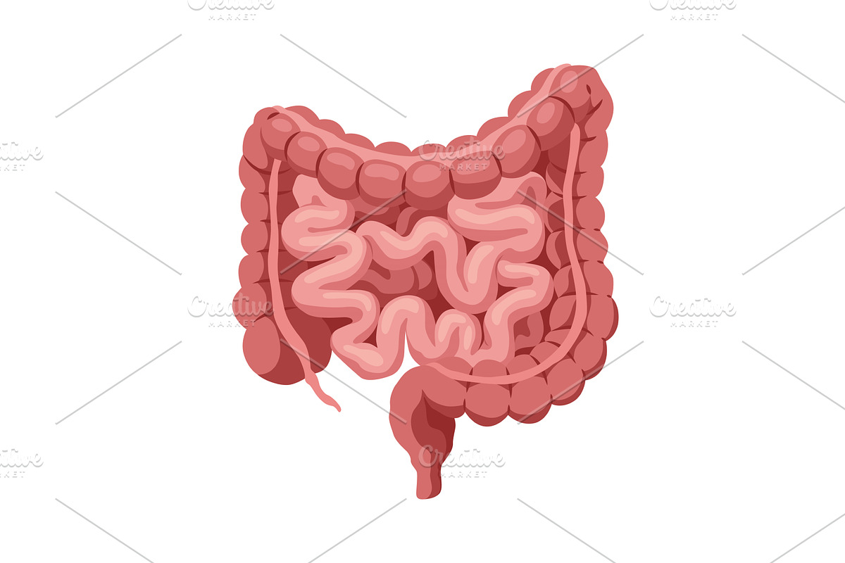 Smooth muscles tissue with, an Illustration by Things for designers
