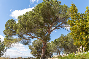 A beautiful pine tree against a, a Nature Photo by Illustrations&photos