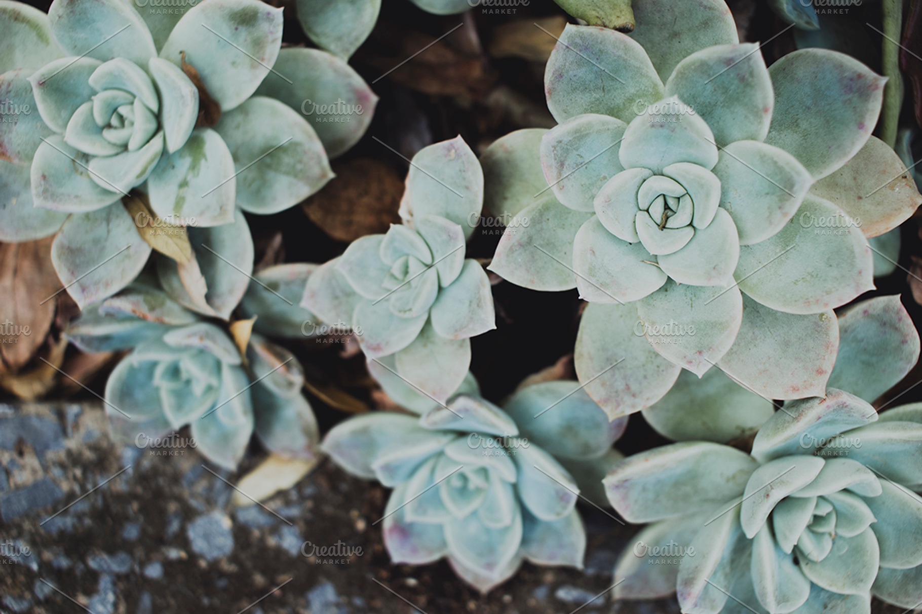 Minimalist Rock Rose Background, a Nature Photo by René Jordaan Photography