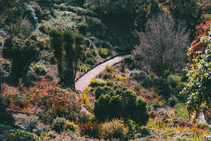 Curved garden path with foliage, a Nature Photo by SkyNext