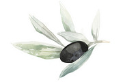 Olive Oil Watercolor Clipart Bundle, an Illustration by BIPLOB EXPERT (Thumbnail 8 of 13)