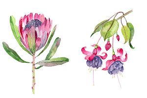 Exotic Flowers Watercolor Clipart