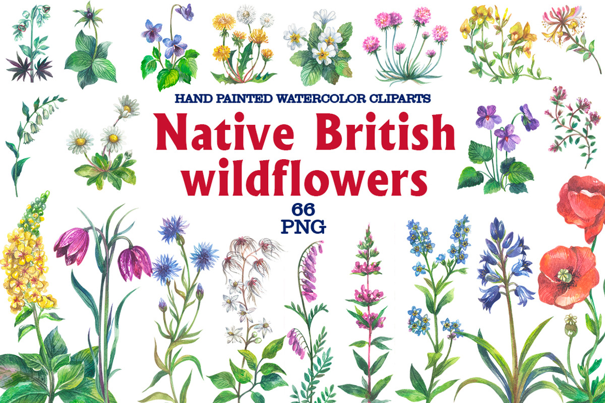 Native British wildflower watercolor, a Decorative Illustration by FITALARTSNEDIGI (Photo 1 of 11)