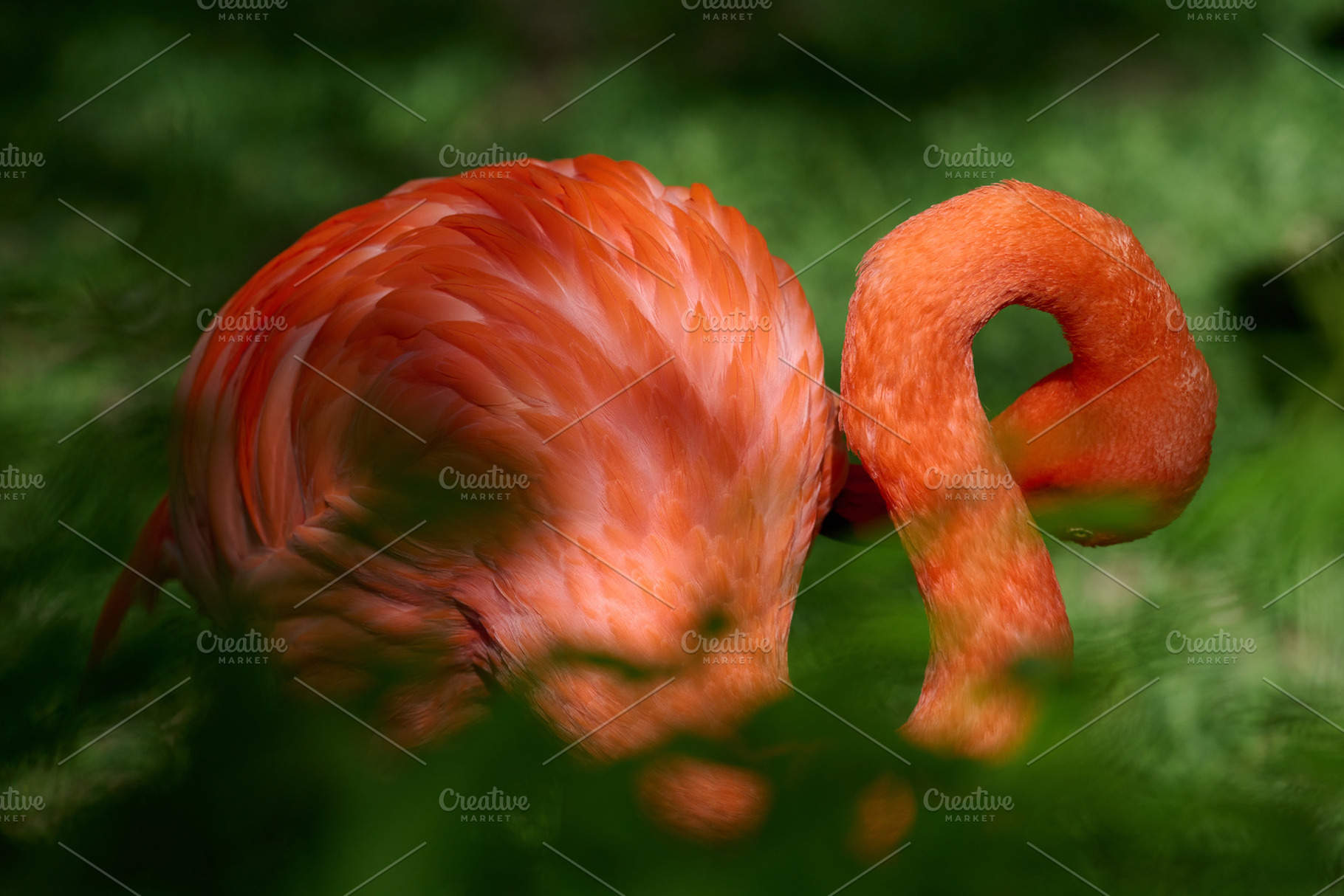 Close-up of a vibrant orange flamingo grooming its feathers in n, an Animal Photo by ndanko