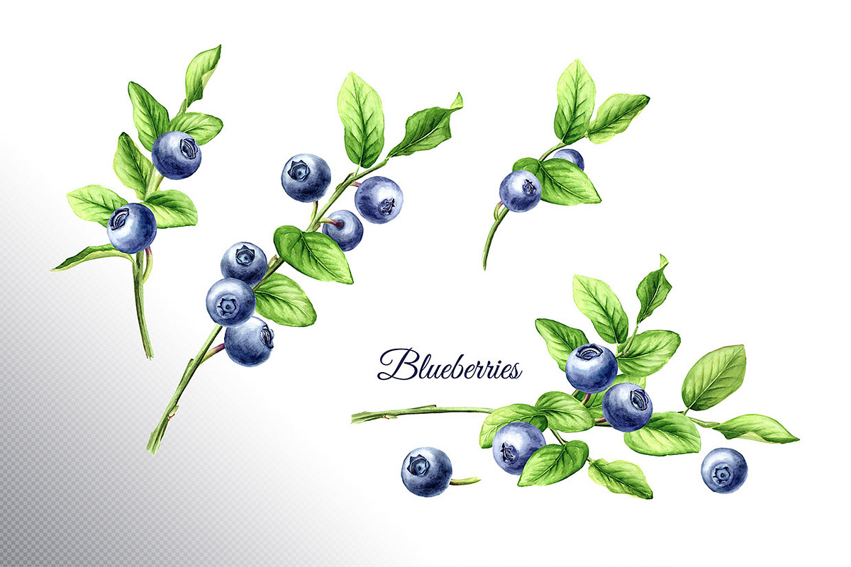 Blueberry. Watercolor collection, a Food Illustration by Daria Ustiugova (Photo 9 of 25)