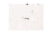 Speckled Paper Texture, a Texture Graphic by Desiree Lange (Thumbnail 4 of 4)