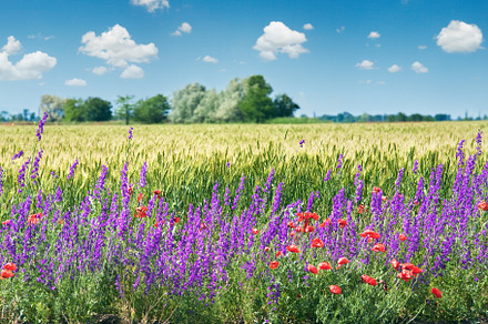 Beautiful summer field., a Nature Photo by YuriyB