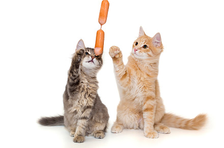 Grey and red kitten playing with sausages