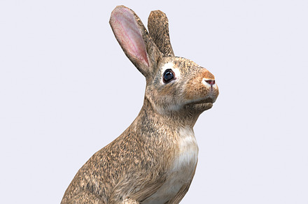 3DRT - Wild animals -Hare, an Animal 3D Model by 3DRT.com
