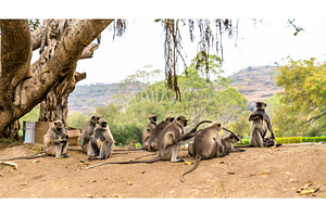 Gray langur monkeys at Ellora Caves in India, an Animal Photo by Leonid Andronov