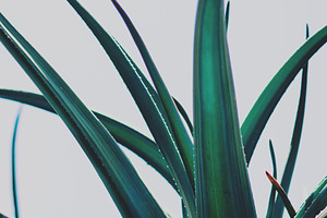 Spiky Leaves in Shades of Blue, an Abstract Photo by René Jordaan Photography