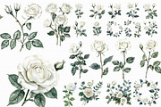 Watercolor White Roses Clipart, an Illustration by Libby Wishes (Thumbnail 3 of 3)
