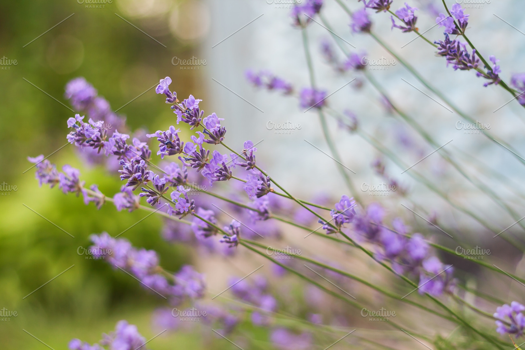 Bush with lavender flowers in blur in sunlight, a Nature Photo by TanaCh
