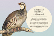 122 Vintage Illustrations of Birds, an Animal Illustration by Graphic Goods (Thumbnail 8 of 14)
