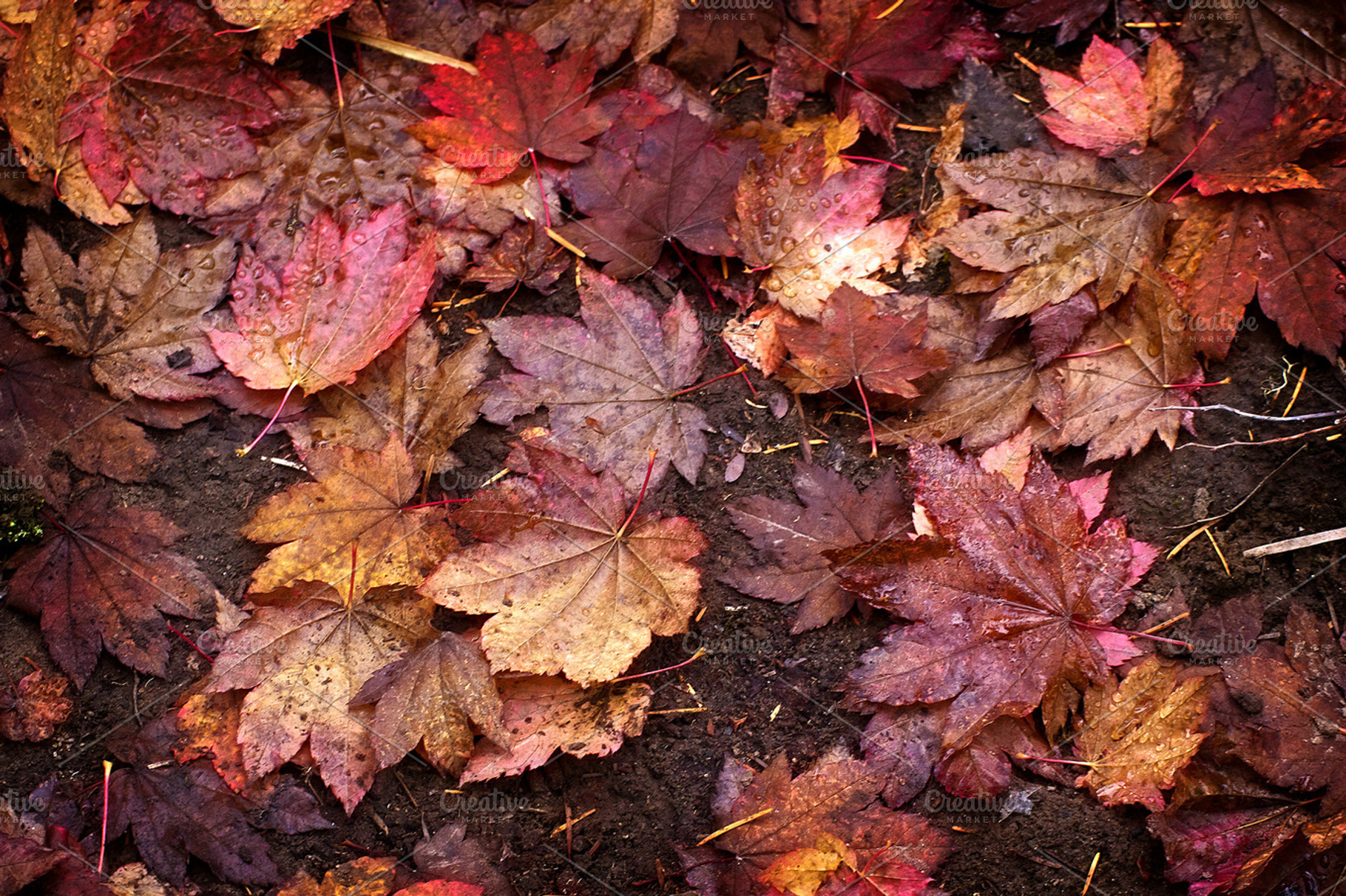 Autumn Leaves Background Containing Autumn Leaves Fall Leaves And Maple