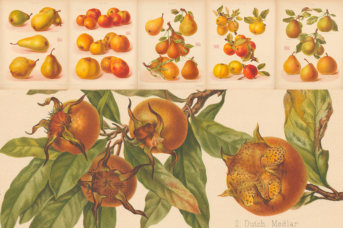Rare! The Herefordshire Pomona, a Food Illustration by Digital Museum (Photo 8 of 10)