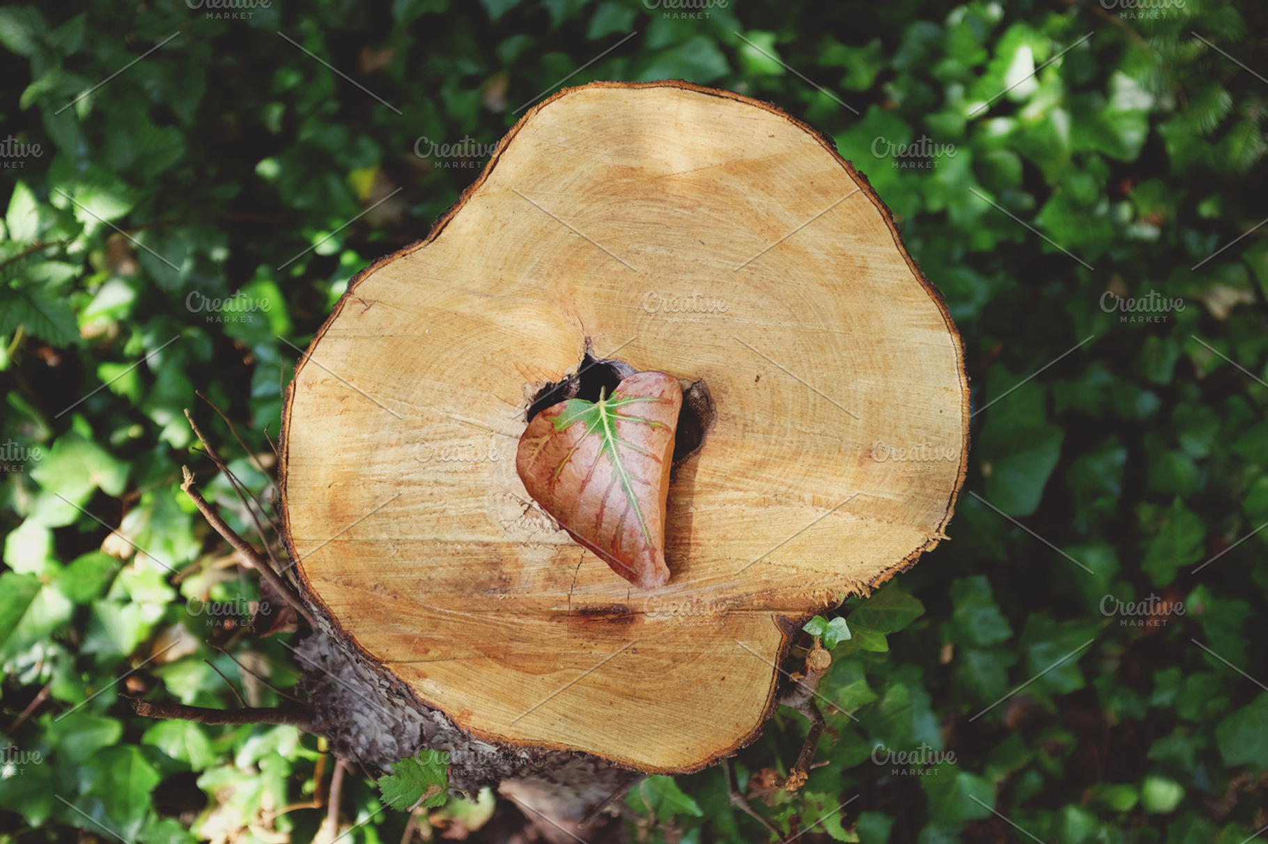 Beautiful Stump
