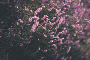Heather featuring heather, flower, and nature