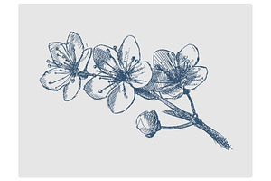 Cherry blossom hand drawn vector, an Illustration by AlexArt