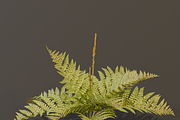 The Cinnamon Fern Bush, a Plants & Tree 3D Model by FuturePastCreatives (Thumbnail 11 of 13)