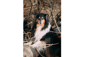 Rough Collie standing dignified on, an Animal Photo by Our Amazing World